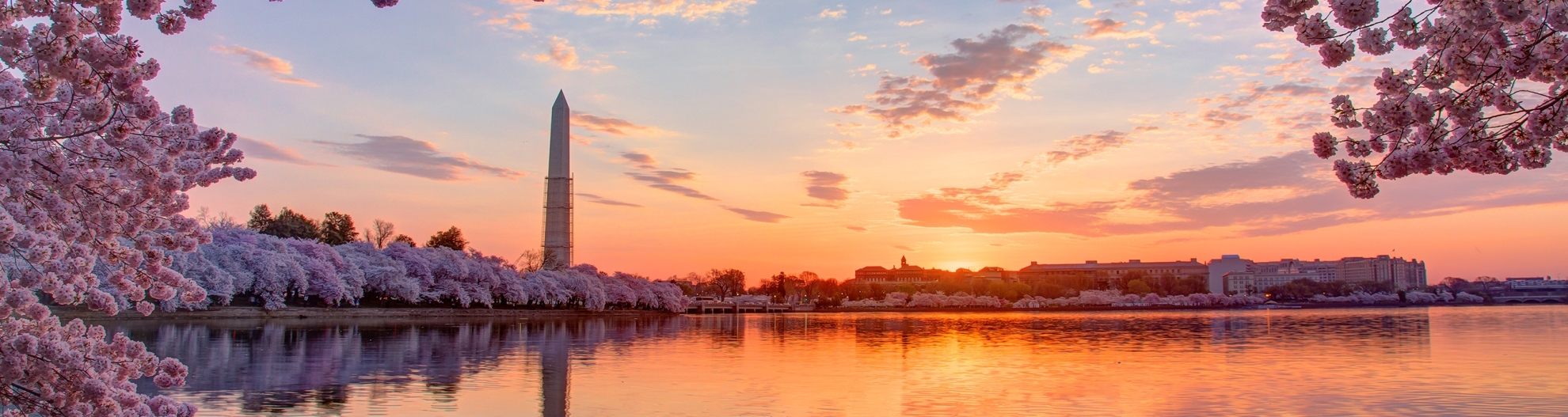 Cherry trees and cityscape at sunrise, Washington DC, Columbia, USA